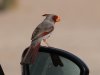 IMG_8952_cr
