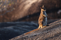 Australien