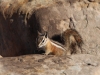 Chipmunks@Angels Landing