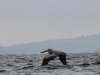 IMG_5528