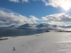 dalvik