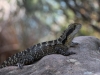 04-eastern-water-dragon-manly-beach
